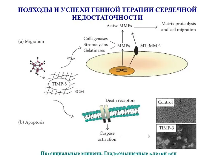 ПОДХОДЫ И УСПЕХИ ГЕННОЙ ТЕРАПИИ СЕРДЕЧНОЙ НЕДОСТАТОЧНОСТИ Потенциальные мишени. Гладкомышечные клетки вен