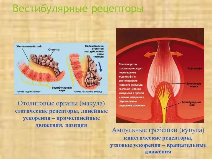 Вестибулярные рецепторы Ампульные гребешки (купула) кинетические рецепторы, угловые ускорения – вращательные