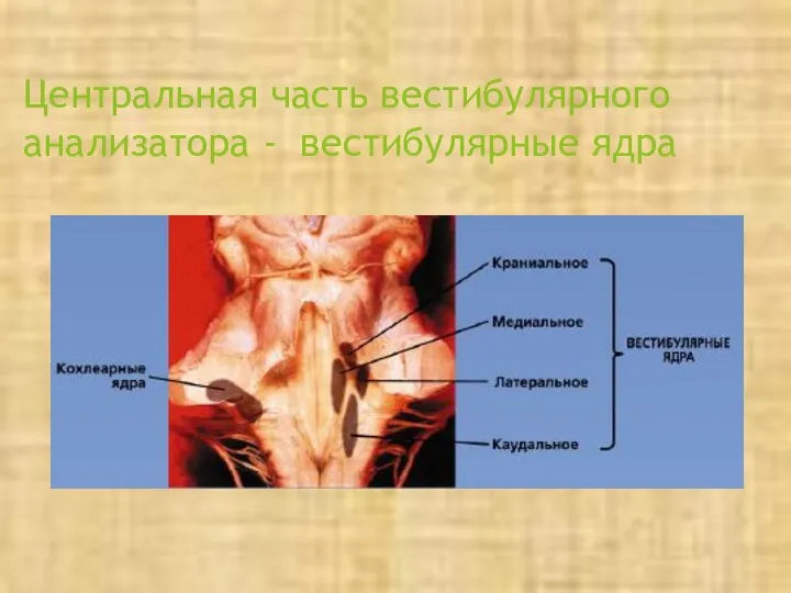 Центральная часть вестибулярного анализатора - вестибулярные ядра