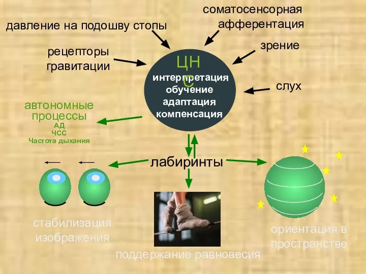 стабилизация изображения поддержание равновесия ориентация в пространстве интерпретация обучение адаптация компенсация