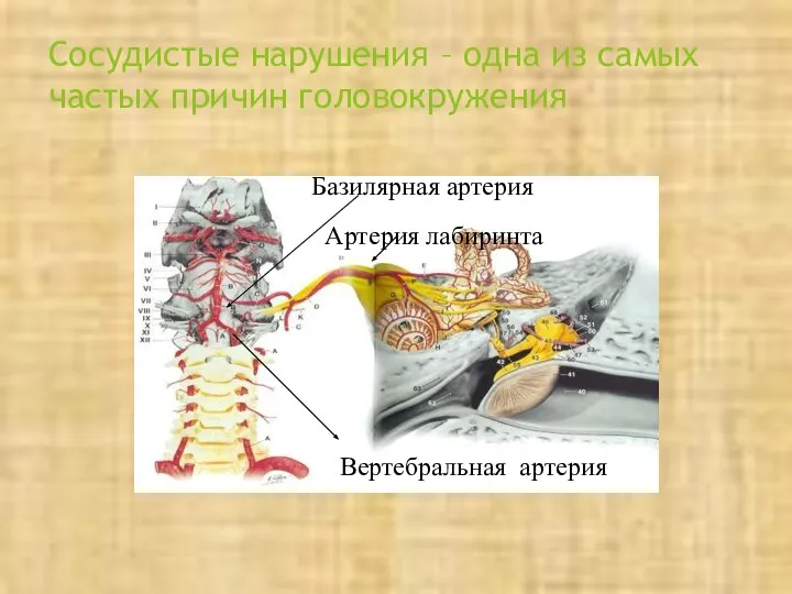 Сосудистые нарушения – одна из самых частых причин головокружения