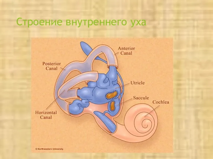 Строение внутреннего уха