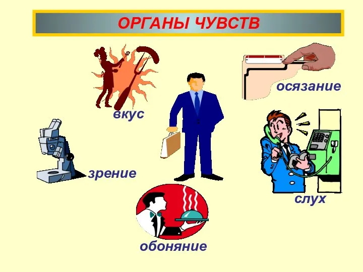 ОРГАНЫ ЧУВСТВ