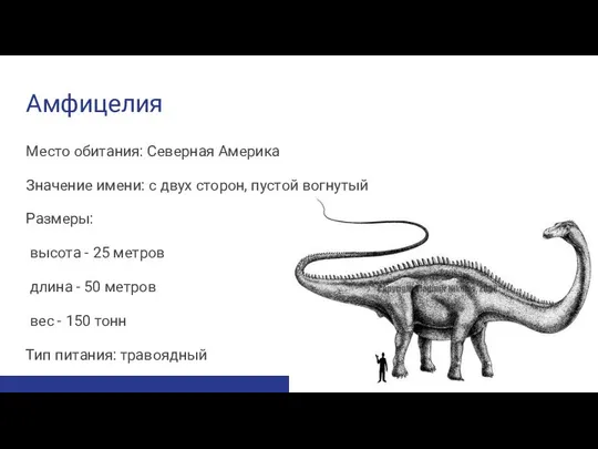 Амфицелия Место обитания: Северная Америка Значение имени: с двух сторон, пустой