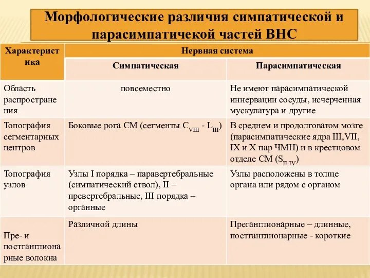 Морфологические различия симпатической и парасимпатичекой частей ВНС