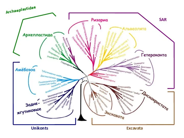 Unikonts Archaeplastidae SAR Excavata