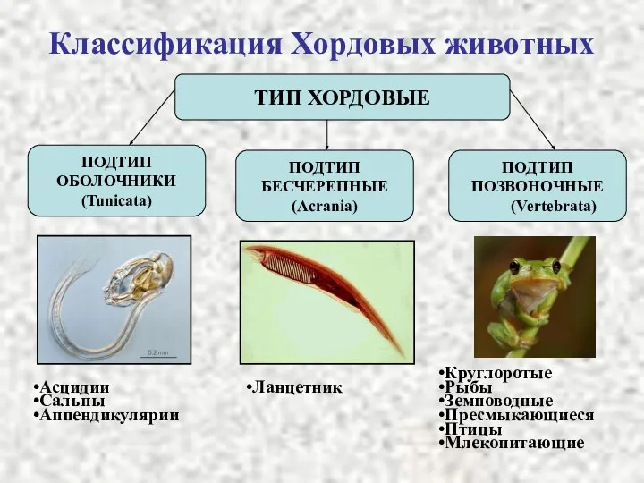 Классификация Хордовых животных ТИП ХОРДОВЫЕ ПОДТИП ОБОЛОЧНИКИ (Tunicata) ПОДТИП БЕСЧЕРЕПНЫЕ (Acrania)