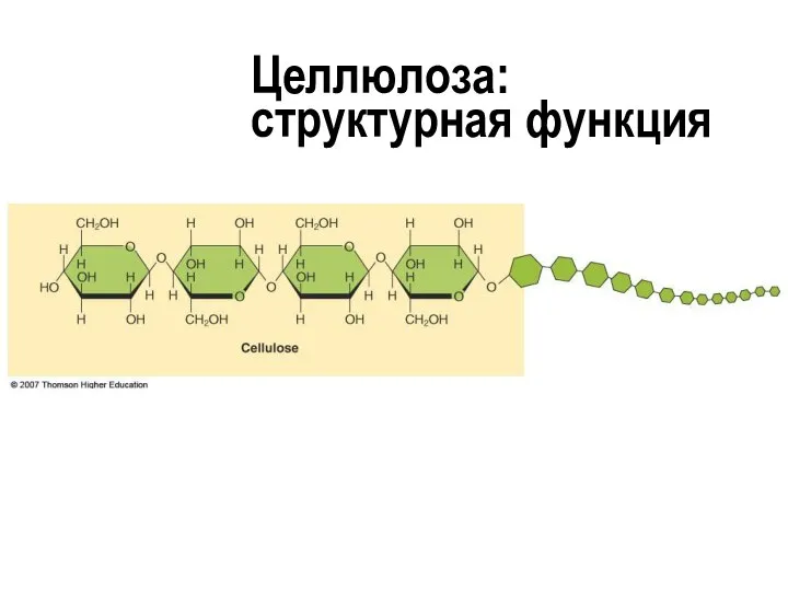 Целлюлоза: структурная функция