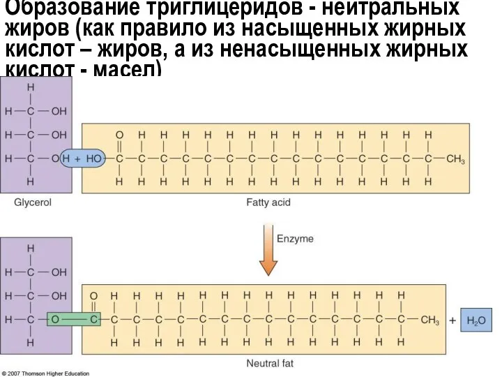 Образование триглицеридов - нейтральных жиров (как правило из насыщенных жирных кислот