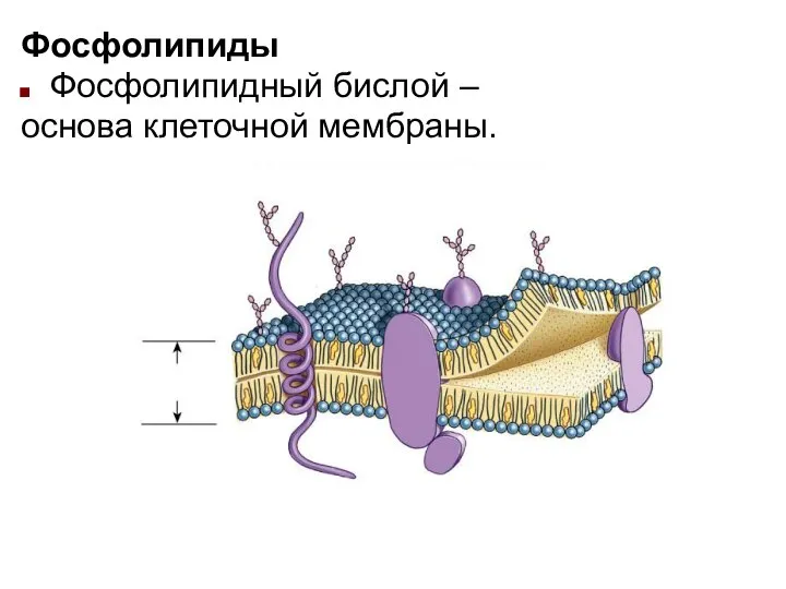 Фосфолипиды Фосфолипидный бислой – основа клеточной мембраны..