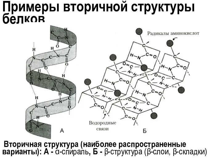 Примеры вторичной структуры белков Вторичная структура (наиболее распространенные варианты): А -