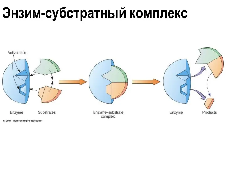 Энзим-субстратный комплекс