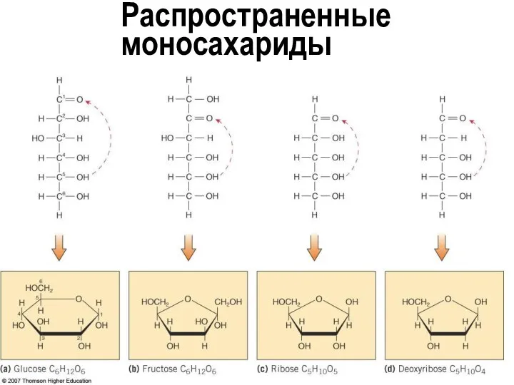 Распространенные моносахариды Глюкоза Фруктоза Рибоза Дезоксирибоза