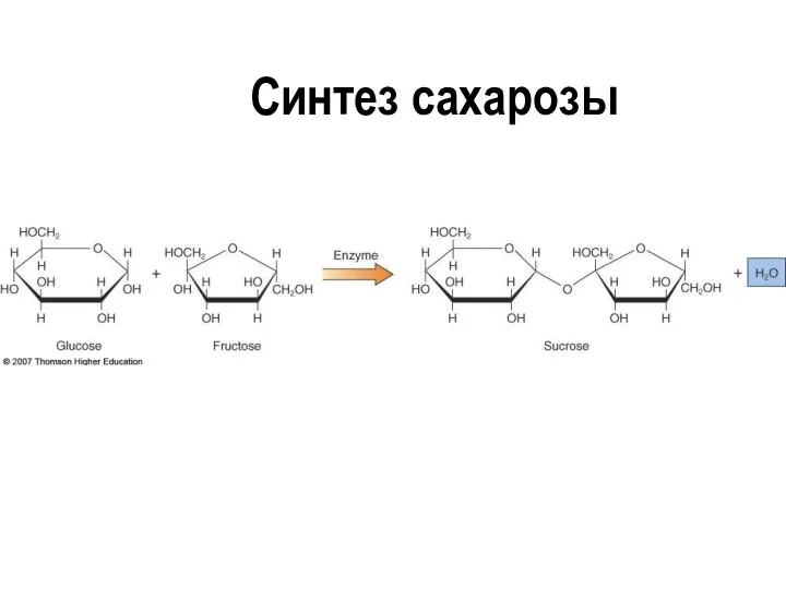 Синтез сахарозы
