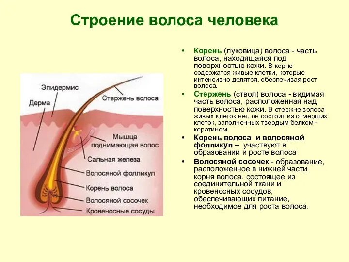 Строение волоса человека Корень (луковица) волоса - часть волоса, находящаяся под