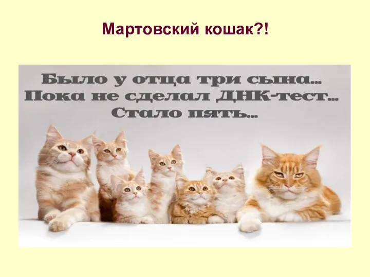 Мартовский кошак?!