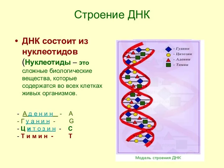 Строение ДНК ДНК состоит из нуклеотидов (Нуклеотиды – это сложные биологические
