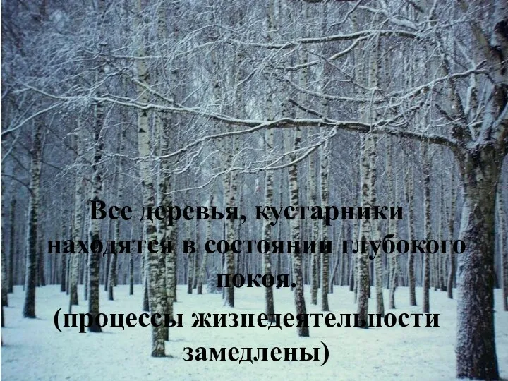 Все деревья, кустарники находятся в состоянии глубокого покоя. (процессы жизнедеятельности замедлены)