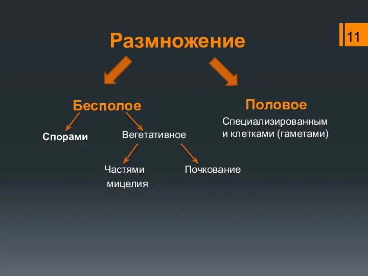 Бесполое Спорами Половое Специализированными клетками (гаметами) Размножение Частями Почкование мицелия Вегетативное