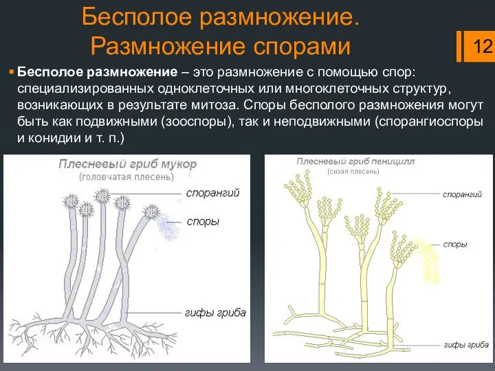 Бесполое размножение. Размножение спорами Бесполое размножение – это размножение с помощью