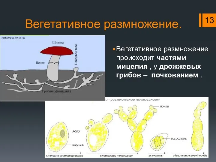 Вегетативное размножение. Вегетативное размножение происходит частями мицелия , у дрожжевых грибов – почкованием .