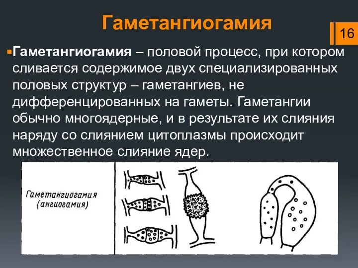 Гаметангиогамия Гаметангиогамия – половой процесс, при котором сливается содержимое двух специализированных