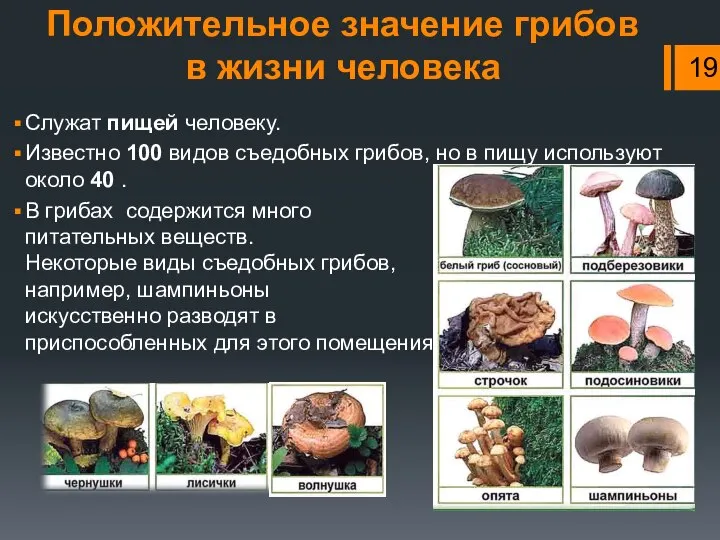 Положительное значение грибов в жизни человека Служат пищей человеку. Известно 100