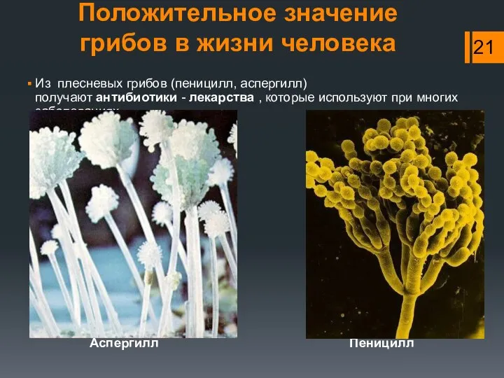 Положительное значение грибов в жизни человека Из плесневых грибов (пеницилл, аспергилл)