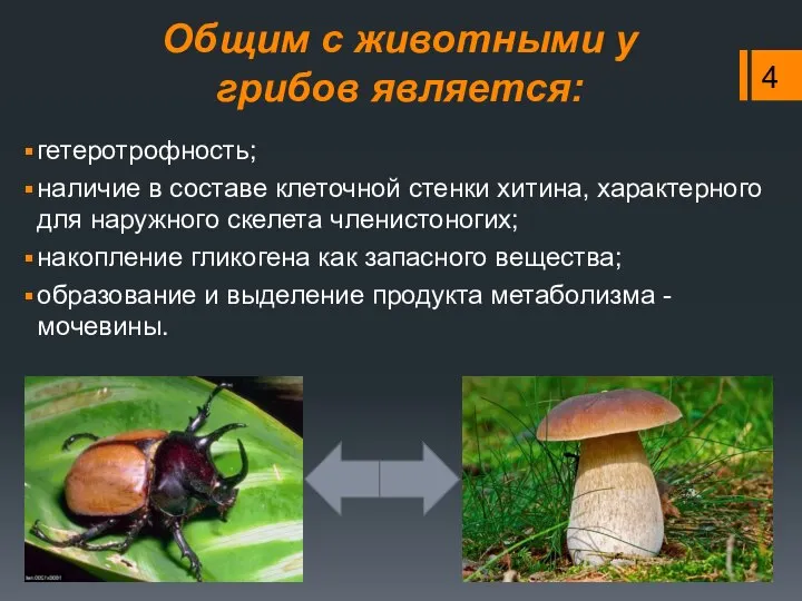 Общим с животными у грибов является: гетеротрофность; наличие в составе клеточной