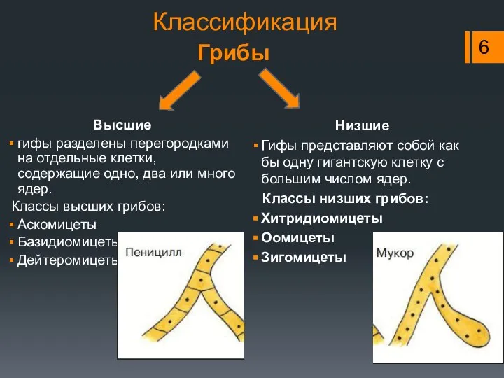 Грибы Классификация Высшие гифы разделены перегородками на отдельные клетки, содержащие одно,