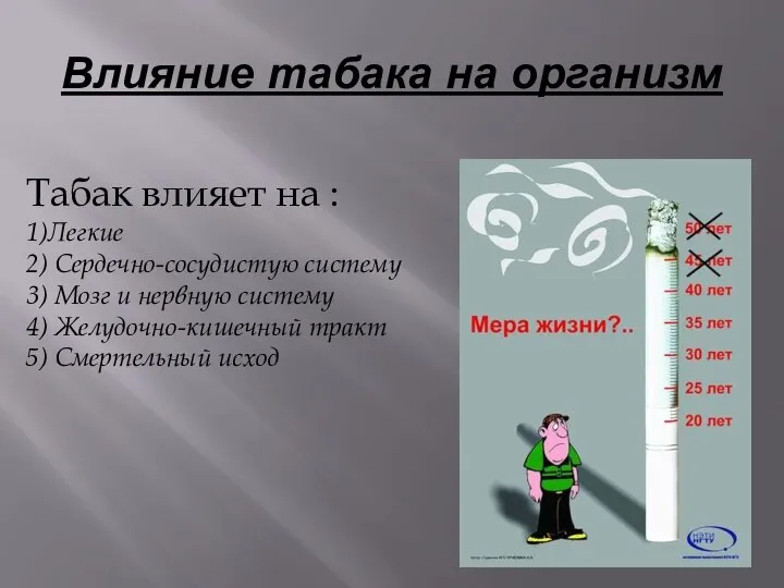 Влияние табака на организм Табак влияет на : 1)Легкие 2) Сердечно-сосудистую