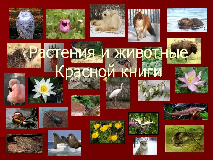 Растения и животные Красной книги