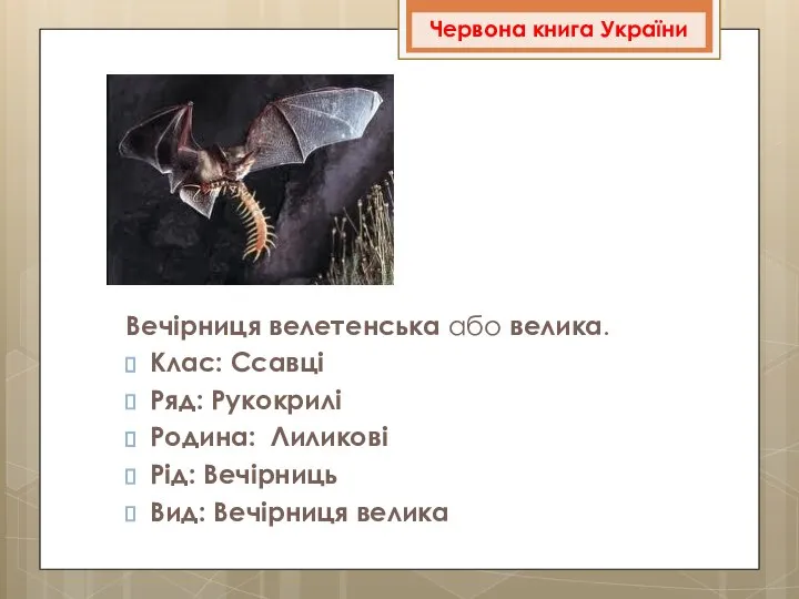 Вечірниця велетенська або велика. Клас: Ссавці Ряд: Рукокрилі Родина: Лиликові Рід: