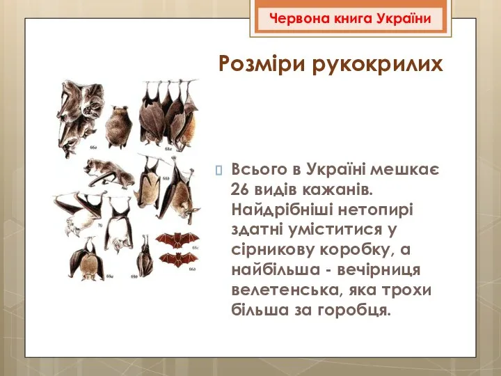 Всього в Україні мешкає 26 видів кажанів. Найдрібніші нетопирі здатні уміститися