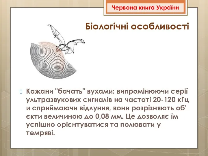 Кажани "бачать" вухами: випромінюючи серії ультразвукових сигналів на частоті 20-120 кГц