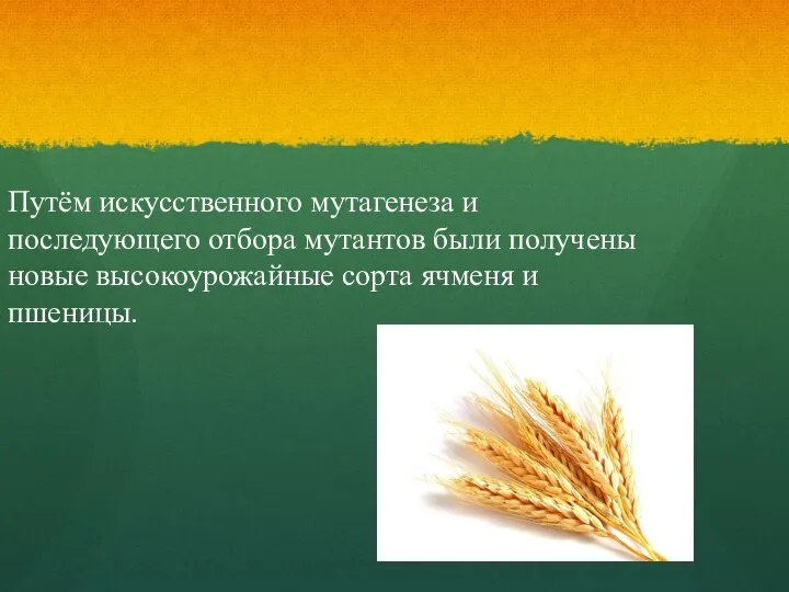 Путём искусственного мутагенеза и последующего отбора мутантов были получены новые высокоурожайные сорта ячменя и пшеницы.