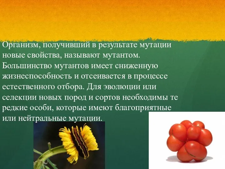 Организм, получивший в результате мутации новые свойства, называют мутантом. Большинство мутантов