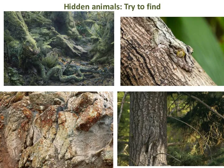Hidden animals: Try to find