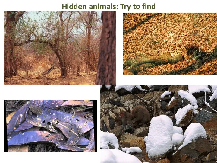Hidden animals: Try to find