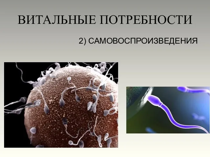 ВИТАЛЬНЫЕ ПОТРЕБНОСТИ 2) САМОВОСПРОИЗВЕДЕНИЯ