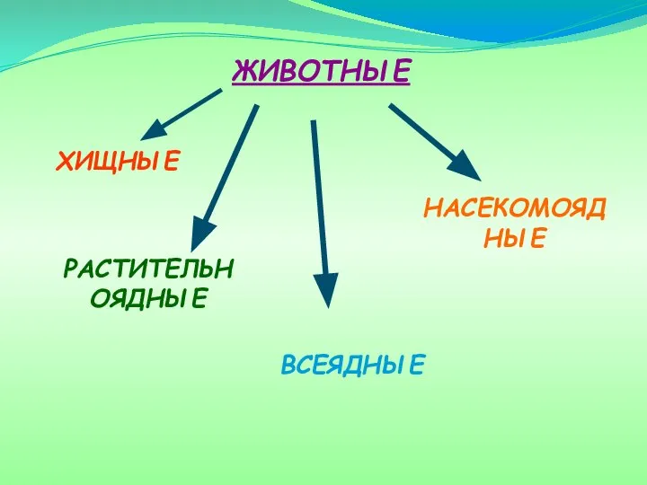 РАСТИТЕЛЬНОЯДНЫЕ ХИЩНЫЕ НАСЕКОМОЯДНЫЕ ВСЕЯДНЫЕ ЖИВОТНЫЕ