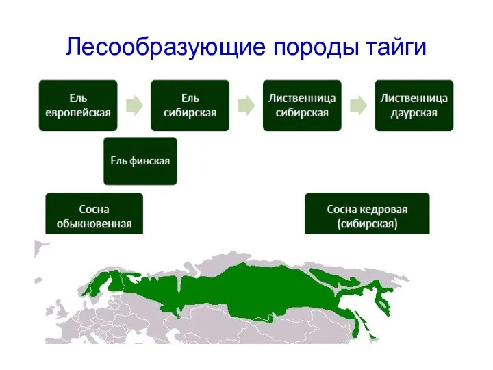 Лесообразующие породы тайги