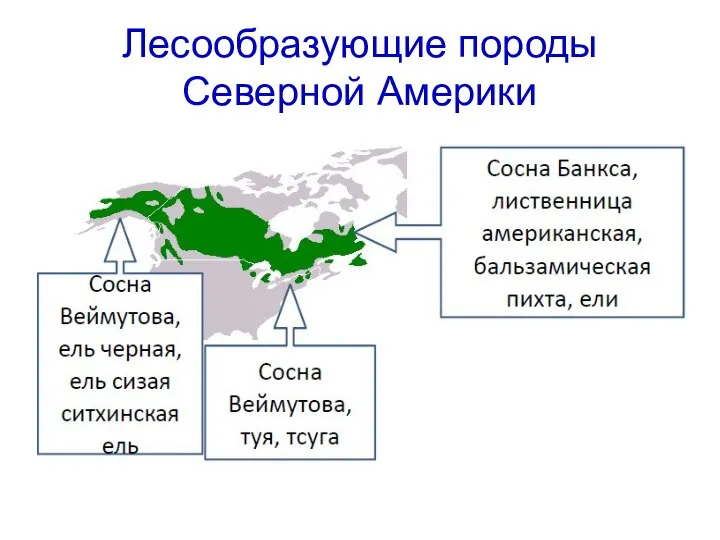 Лесообразующие породы Северной Америки