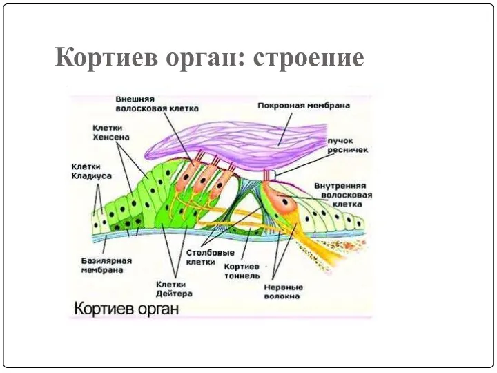 Кортиев орган: строение