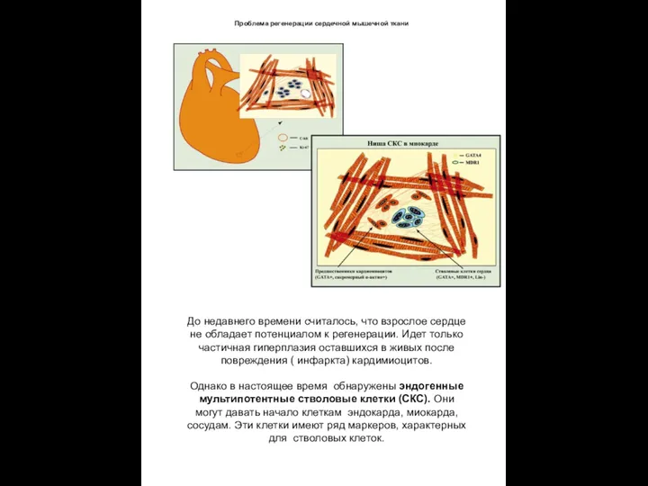 Проблема регенерации сердечной мышечной ткани До недавнего времени считалось, что взрослое