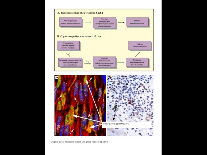 Образование молодых кардиомиоцитов после инфаркта Молодые кардиомиоциты