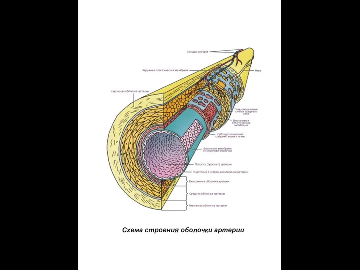 Схема строения оболочки артерии