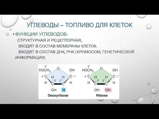 УГЛЕВОДЫ – ТОПЛИВО ДЛЯ КЛЕТОК ФУНКЦИИ УГЛЕВОДОВ: СТРУКТУРНАЯ И РЕЦЕПТОРНАЯ, ВХОДЯТ