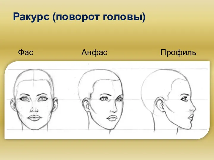 Ракурс (поворот головы) Фас Анфас Профиль