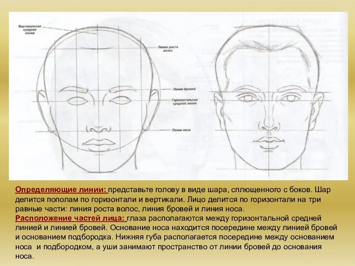 Определяющие линии: представьте голову в виде шара, сплющенного с боков. Шар